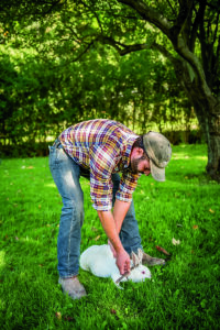 How to Process a Rabbit Image